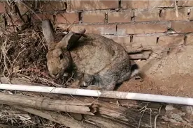 大兔子喂小兔吃奶全过程   这窝不少十只左右