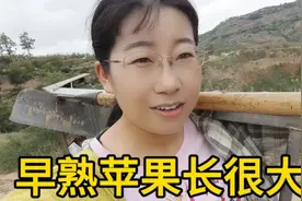 撕苹果袋，早熟苹果还要半个月就成熟，大部分长成光果，只因太忙视频封面