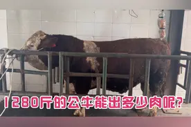 一头1280斤的牛它能出多少肉呢？中午就给它宰了看有多少肉？