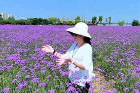 皖南铜陵西湖湿地公园（免费的）大片花海摇曳生紫风…喊你打卡！视频封面