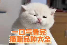 一口气看完猫咪品种大全，你养的是哪种呢？