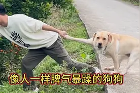 全网最像人的狗狗，心眼比人还多，脾气比谁都大，简直成精了