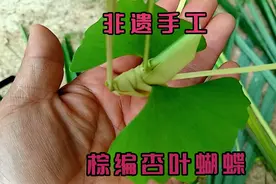 非遗手工，棕编杏叶蝴蝶。视频封面