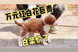 万元的红白花巨贵白菜价找主人了，大家感觉好看吗？视频封面