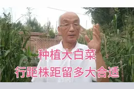 大白菜种稀了浪费土地，种密了影响生长，留多大株距行距合适呢？