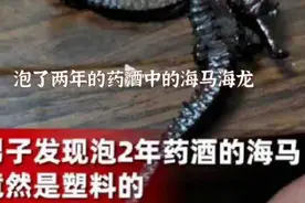 泡了两年的海马酒，喝了倍有精神头，发现是塑料制品真是惹人忧！视频封面