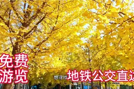 秋天的森林公园真美，金灿灿的银杏树美如画，免门票地铁公交直达视频封面