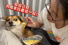 主人吃榴莲却被狗狗嫌弃，当主人把榴莲塞进狗嘴里后，你们都别笑视频封面