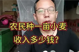 河北农民种小麦，看看一亩地收入多少钱？视频封面