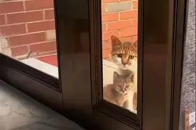 流浪猫夫妻每天准时蹭饭，突然消失90天后，只剩它和刚出生小猫视频封面