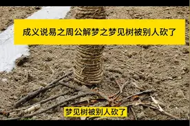 梦见树被别人砍了视频封面