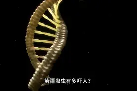 原来蛊虫真实存在，苗族老妇人会下蛊术#苗疆蛊毒视频封面