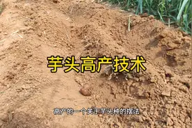 少有人知道的芋头高产种植技术，这样摆放芋头种，棵棵结的大又多视频封面
