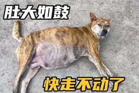 怀孕两个月的母狗肚大如鼓，想独自翻身都困难，再不生都要爆炸了视频封面