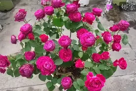 盘点小花园2023年种起来最有成就感（最丰花勤花）的月季品种视频封面