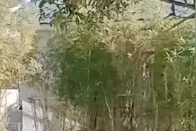 黑又鸟造谣柴桑和许敏不是一母所生，是拖油瓶……视频封面