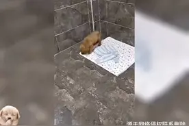 男子花100块钱在市场上买了条小狗，到家3天后他被狗子震惊视频封面