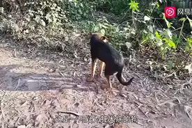 一只狂犬病发作中的狗，其行为与正常狗差别巨大，请保持有效距离视频封面