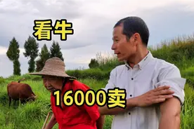 牛怕红色吗？表叔穿红衣裳放牛，小周：牛大的屏幕都装不下了