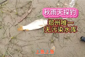 秋雨天探钓郑州唯一无污染水库#谷麦逗钓#台州小鱼轮#泡沫逗钓