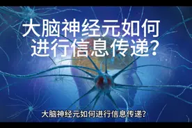 大脑神经元如何进行信息传递？视频封面