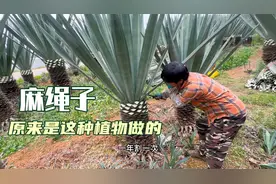 这种植物400多元一吨，竟然是做麻绳的原材料，又长见识了