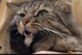 小猫咪托腮照全教程(附失败版）视频封面