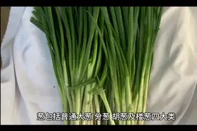 葱的分类及种植要点视频封面