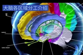 大脑各区域分工介绍
