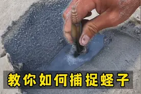 退潮时来赶海是捡海鲜的好时机，渔民教你利用简单的工具捕捉蛏子