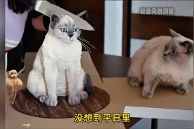 女子定制仿猫蛋糕切开，自家猫目睹全程，那反应搞笑得不得了。视频封面