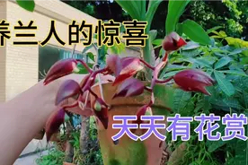 养兰花有什么好处#千万不要养兰花#天天有花赏简直太开心视频封面