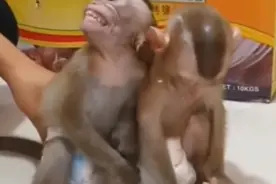 猴子咂嘴弹舌是不是在骂人？#更多解压视频看主页置顶