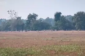 罕见的虎狗大战视频封面