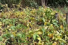 非转基因大豆已经成熟了，十一前后就该收货了。视频封面