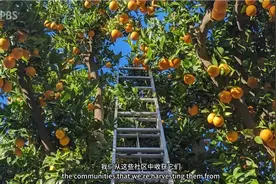 “植物疾病将摧毁美国柑橘”视频封面