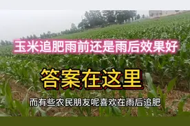 玉米追肥雨前还是雨后效果好，答案在这里。