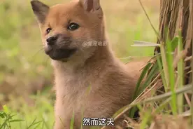 狗狗刚出生就是智障，却用爱创造了奇迹，结局催人泪下！！视频封面