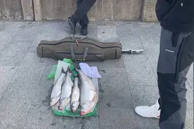 这四条鱼是松花江野生的大白莲鱼，也叫翘嘴鱼，看看多少钱一条。视频封面