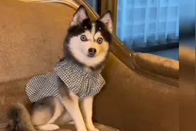 一只博士奇混血宝宝，妈妈哈士奇爸爸博美，它完美遗传所有的优点