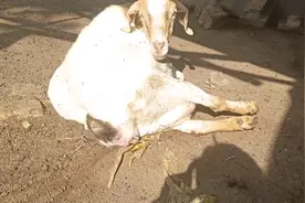 今天大母羊瞎了三只小羊羔，生小羊全过程