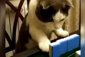【搞笑配音】猫咪竟然都会打麻将了...这就厉害了啊......