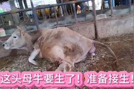 给母牛接生，需要准备什么？养牛人一定要看完！视频封面