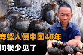 入侵中国40年的福寿螺，栽在这种鸟嘴下，为啥我国不能引进它？视频封面