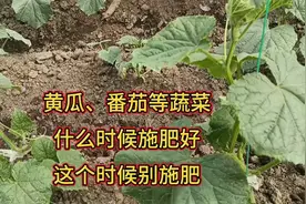 黄瓜、番茄、辣椒等蔬菜，什么时候施肥好？这个时候一定不要施肥视频封面