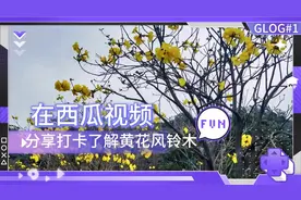 黄花风铃木四季景象各异，有春华、夏实、秋绿、冬枯风韵，美极了视频封面