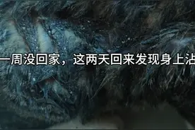 家里猫咪被粘上了粘鼠板胶，今天花费半小时洗干净。视频封面