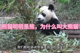 大熊猫是猫科还是熊科动物？#大熊猫  #为什么叫大熊猫视频封面