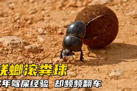 屎壳郎推粪球，全程高能爆笑不断 #屎壳郎 #动物世界 #纪录片
