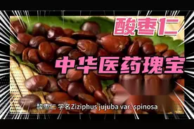 酸枣仁~中华医药瑰宝